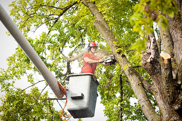 Tree Root Removal in Greenbrier, AR